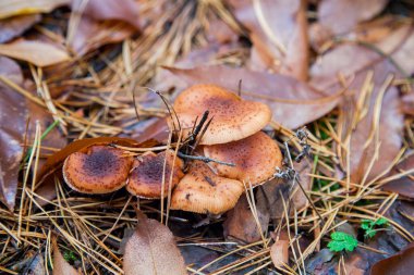 Sonbahar kozalaklı bir ormanda kırmızı yaprakların arasında Armillaria mellea olarak bilinen bir grup yenilebilir mantar.