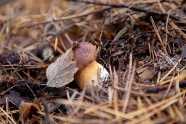 Boletus badius, imleria badia ya da körfez bolete 'nin sonbahar çam ağacı ormanlarında büyümesini yakından izleyin. Yenilebilir ve gözenekli mantarların kadife rengi kahverengi veya kestane rengi başlıkları vardır.