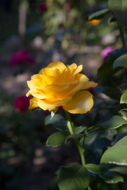 Bahçede sarı çiçek açan güller. Güneşli yaz gününde çiçek yatağında büyüyen güzel sarı gül çalısı