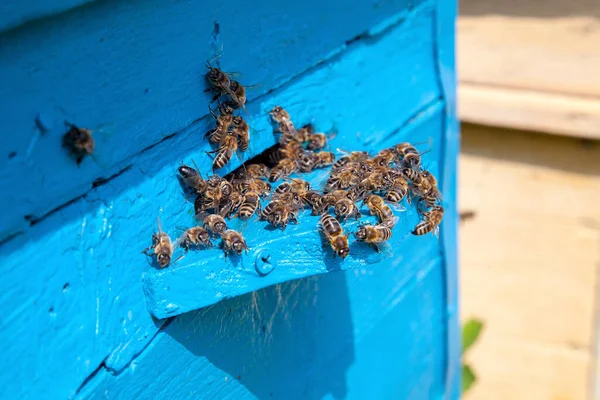 Каркаси Вулика Багато Бджіл Біля Входу Старий Вулик Пасіці Зайняті — стокове фото
