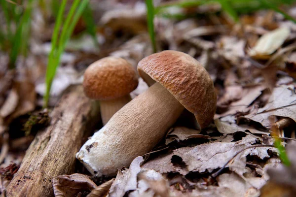 Dois Boletus Edulis Cogumelo Cep Penny Bun Porcino Rei Bolete — Fotografia de Stock