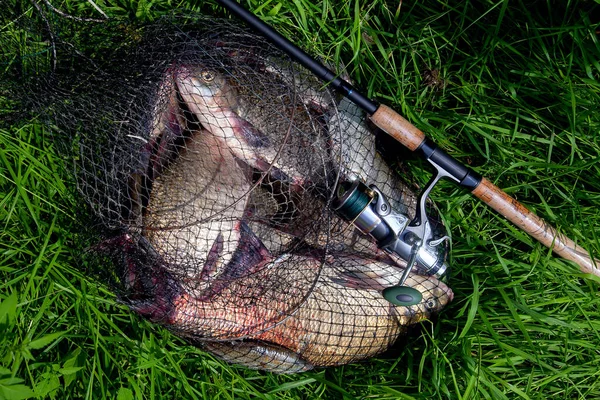 Good catch. Close up view of just taken from the water big freshwater common bream known as bronze bream or carp bream (Abramis brama) and fishing rod with reel on keepnet with fishery catch in it