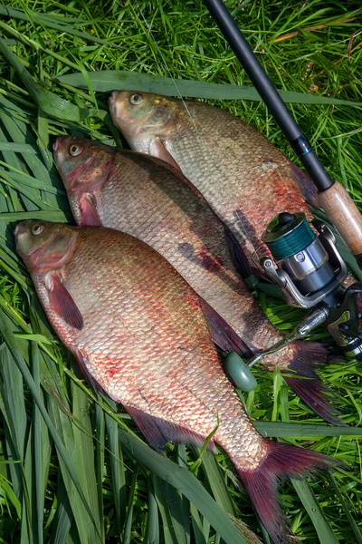 Good catch. Just taken from the water big freshwater common bream known as bronze bream or carp bream (Abramis brama) and fishing rod with reel on green reed. Natural composition of fish pile and fishing rod with reel on natural background