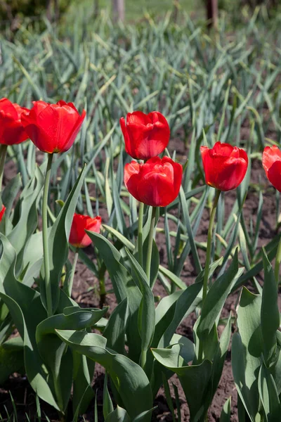 Group of colourful tulip in spring garden. Beautiful close up view of red tulips under sunlight in the garden at the middle of spring. Hybrid Red Tulips in a flowerbed. Amazing spring concept