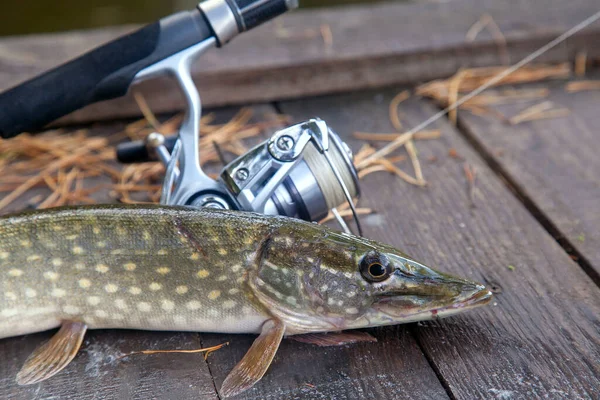 Freshwater Northern Pike Fish Know Esox Lucius Fishing Rod Reel — Stock Photo, Image