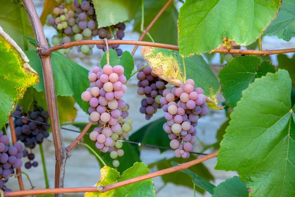 Skupina Vinných Hroznů Růžovými Zelenými Bobule Visícími Hroznech Vinici Zblízka — Stock fotografie