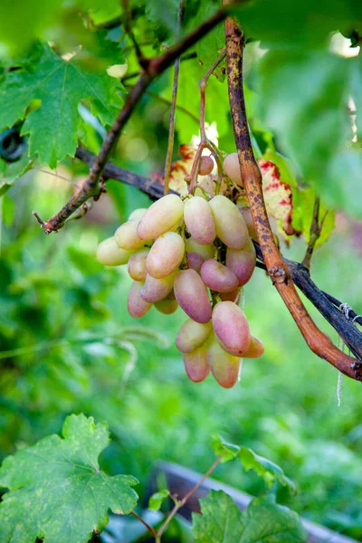 Bunch Pink Grapes Big Berries Hanging Grapes Bush Vineyard Close — Stock Photo, Image