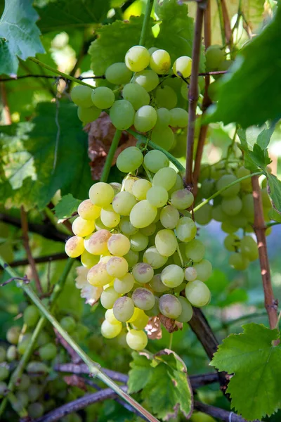 Grappolo Uva Verde Appeso Cespuglio Uva Vigneto Vista Vicino Uva — Foto Stock