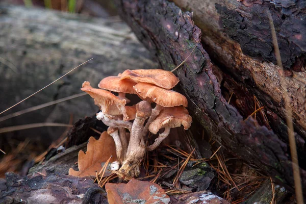 Récolte Champignons Comestibles Agar Miel Connu Sous Nom Armillaria Mellea — Photo