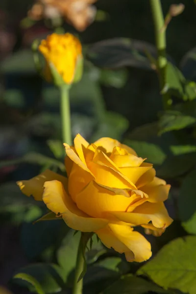 Eine Gelb Blühende Rose Garten Schöner Gelber Rosenstrauch Der Sonnigen — Stockfoto