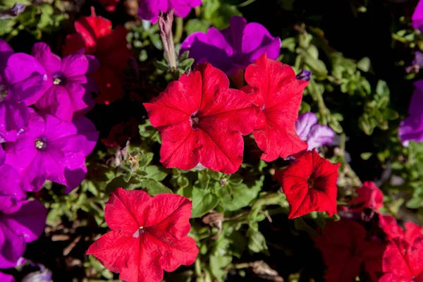 Petunia Släkte Många Arter Blommande Växter Sydamerikanskt Ursprung Nära Besläktad — Stockfoto