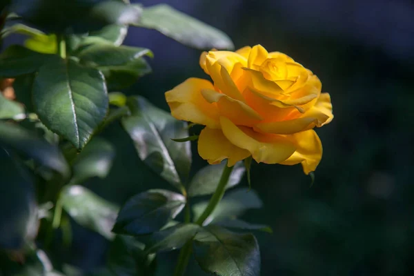 Una Rosa Amarilla Floreciendo Jardín Hermoso Rosal Amarillo Creciendo Lecho — Foto de Stock