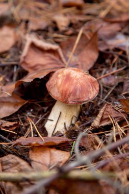 Boletus badius, imleria badia ya da körfez bolete 'nin sonbahar çam ağacı ormanlarında büyümesini yakından izleyin. Yenilebilir ve gözenekli mantarların kadife rengi kahverengi veya kestane rengi başlıkları vardır.