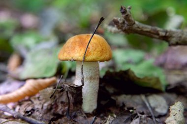 Turuncu kapak boletus. Yenebilir orman mantarları. Genç bir boletus kavak ormanında yetişir, kırmızı başlıklı bir mantar ve kuru yapraklar ve dallar arasında beyaz bir ayak.