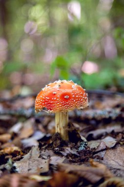 Vahşi sinek Agaric kırmızı Kupası mantar ile büyük bir zehir ama güzel mantar var. Sinek Agaric veya sinek Amanita (sinek mantarı) şimdi öncelikle sonbahar ormanda halüsinojenik özellikleri için ünlü