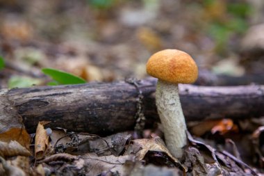 Turuncu kapak boletus. Yenebilir orman mantarları. Genç bir boletus kavak ormanında yetişir, kırmızı başlıklı bir mantar ve kuru yapraklar ve dallar arasında beyaz bir ayak.