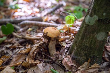 Turuncu kapak boletus. Yenebilir orman mantarları. Genç bir boletus kavak ormanında yetişir, kırmızı başlıklı bir mantar ve kuru yapraklar ve dallar arasında beyaz bir ayak.