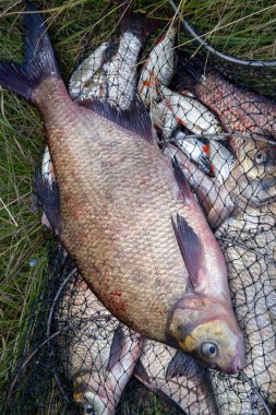 İyi bir av. Sadece su büyük tatlı su ortak çipura bronz çipura veya sazan çipura (Abramis brama) içinde balıkçılık yakalamak ile keepnet olarak bilinen alınan görünümü kapatın