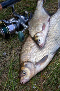 İyi bir av. Sadece bronz çipura veya sazan çipura (Abramis brama) ve doğal arka plan üzerinde makara ile olta olarak bilinen su tatlı su ortak çipura alınan görünümü kapatın