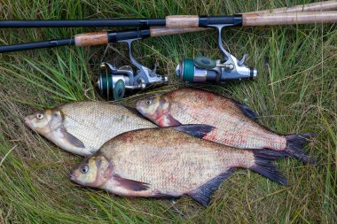 İyi bir av. Sadece su büyük tatlı su ortak çipura bronz çipura veya sazan çipura (Abramis brama) ve doğal arka plan üzerinde makara ile olta olarak bilinen alınan görünümü kapatın