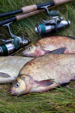 İyi bir av. Sadece su büyük tatlı su ortak çipura bronz çipura veya sazan çipura (Abramis brama) içinde balıkçılık yakalamak ile keepnet olarak bilinen alınan görünümü kapatın