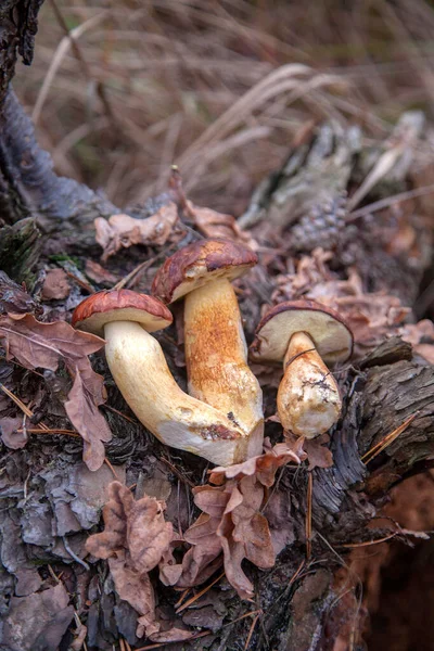 Nahaufnahme Mehrerer Steinpilze Badius Imleria Badia Oder Lorbeerpilze Auf Altem — Stockfoto