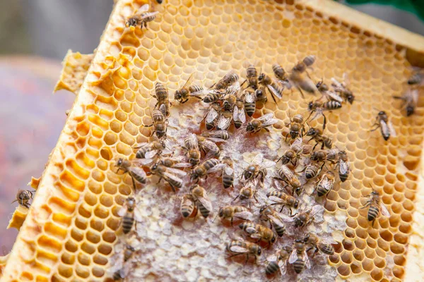 Close View Working Bees Honeycomb Sweet Honey Yellow Honeycomb Just — Stock Photo, Image