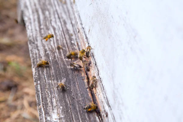 蜂群入口处有很多蜜蜂 忙碌的蜜蜂 白木板上蜂群的特写视图 — 图库照片
