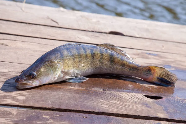 Fiske Koncept Trophy Catch Stor Sötvatten Zander Fisk Vet Som — Stockfoto