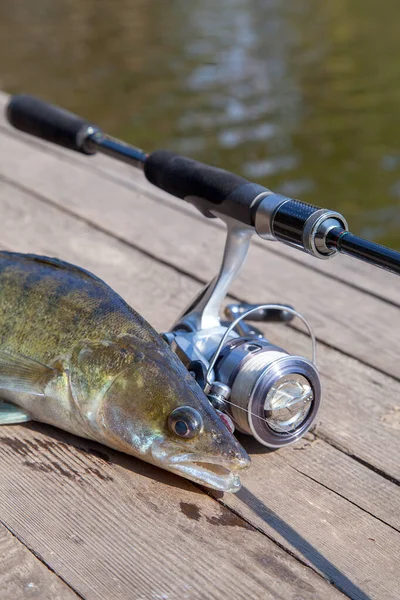 Concepto Pesca Captura Trofeos Grandes Peces Lijador Agua Dulce Conocido — Foto de Stock