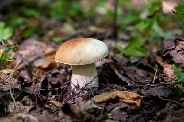 Boletus edulis (cep, penny topuz, porcino veya kral bolete, genellikle porcini mantar denir) yosun, yeşil çim ente ve sonbahar sezonunda düşmüş yaprakları arasında orman zeminüzerinde yetişir