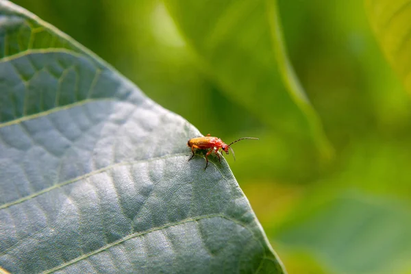 大きな緑の葉の上に小さな赤い敷物のマクロショット 小さな 小さな赤い昆虫のバグは 緑の野菜の葉の上に着陸します — ストック写真