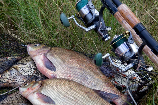 Good catch. Close up view of just taken from the water freshwater common bream known as bronze bream or carp bream (Abramis brama) and fishing rod with reel on keepnet with fishery catch in it