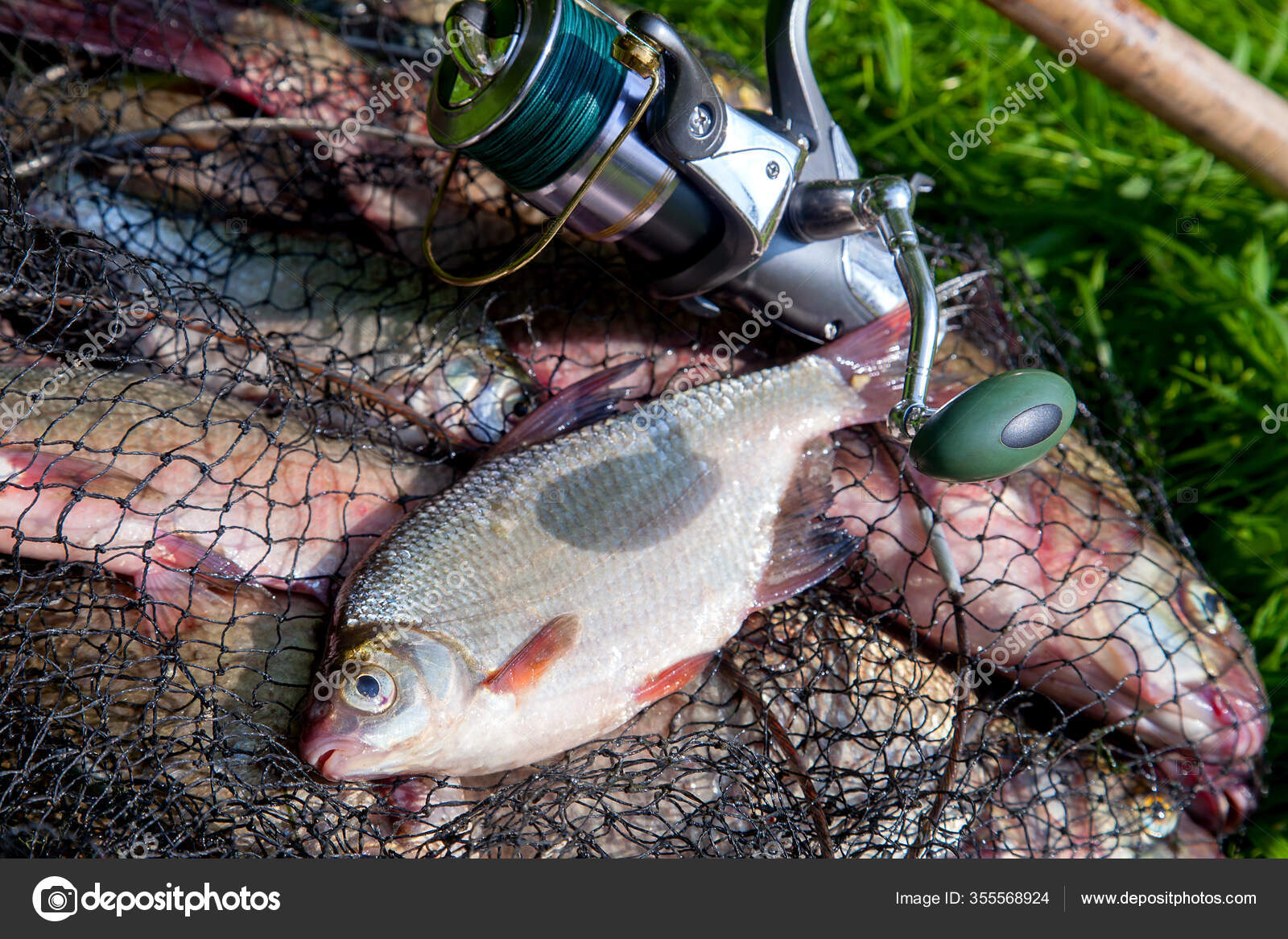 freshwater fishing rods and reels