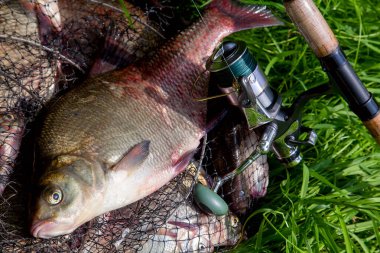 İyi bir av. Sadece su büyük tatlı su ortak çipura bronz çipura veya sazan çipura (Abramis brama) ve içinde balıkçılık yakalamak ile keepnet üzerinde makara ile olta olarak bilinen alınan görünümü kapatın