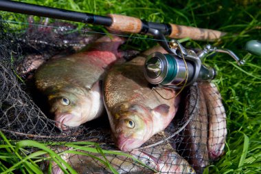 İyi yakaladın. Yeni su büyük tatlı su ortak çipura bronz çipura veya sazan balığı (Abramis brama) ve olta ile doğal zemin üzerine reel olarak bilinen çekilen. Balık ve olta ile reel yeşil çimenlerin üzerinde doğal bileşimi