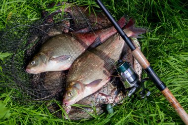 İyi yakaladın. Yeni su büyük tatlı su ortak çipura bronz çipura veya sazan balığı (Abramis brama) ve olta ile doğal zemin üzerine reel olarak bilinen çekilen. Balık ve olta ile reel yeşil çimenlerin üzerinde doğal bileşimi