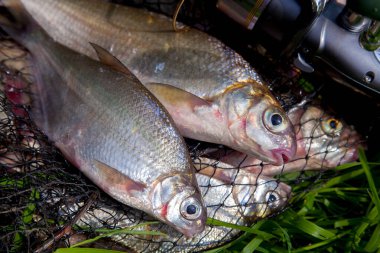 Balıkçılık konsepti. Tatlı su balıkları ve içinde balıkçılık yakalamak ile keepnet üzerinde makaraları ile olta. Yeşil çimüzerinde bronz çipura veya sazan bream (Abramis brama) olarak bilinen ortak çipuralar ile keepnet iki tatlı su beyaz çipura veya gümüş çipura