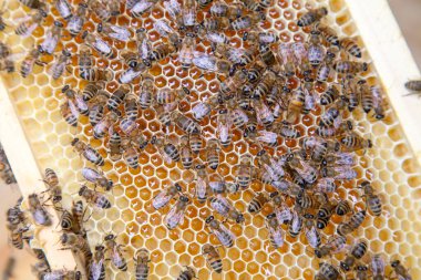 Tatlı bal ile petek üzerinde çalışma arıların görünümü kapatın. Sarı petek arı kovanı tatlı bal ile sadece alınan. Güzel sarı petek arı bal toplanan