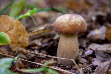 Boletus edulis (cep, penny topuz, porcino veya kral bolete, genellikle porcini mantar denir) yosun ve kuru düşmüş yaprakları arasında orman zeminde sonbahar sezonunda yetişir