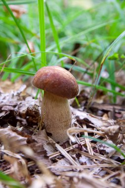 Boletus edulis (cep, penny topuz, porcino veya kral bolete, genellikle porcini mantar denir) yosun, yeşil çim ente ve sonbahar sezonunda düşmüş yaprakları arasında orman zeminüzerinde yetişir