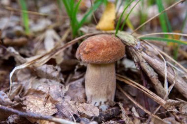 Boletus edulis (cep, penny topuz, porcino veya kral bolete, genellikle porcini mantar denir) yosun, yeşil çim ente ve sonbahar sezonunda düşmüş yaprakları arasında orman zeminüzerinde yetişir