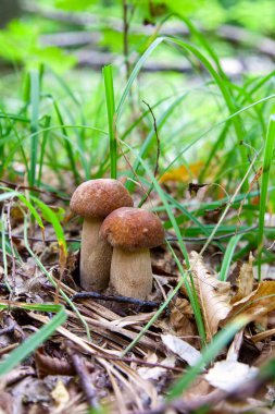 Boletus edulis mantar ailesi (cep, penny topuz, porcino veya kral bolete, genellikle porcini mantar denir) yosun, yeşil çim ente ve sonbahar sezonunda düşmüş yaprakları arasında orman zeminüzerinde yetişir