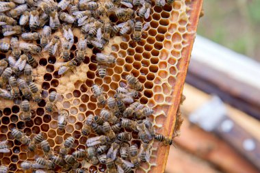 Arı kovanının çerçeveleri. Yavruları için açık ve kapalı hücrelerle kovanın içindeki meşgul arılar. O genç arıların doğumu. Bazı hayvanlar, petek yapısı ve küçük beyaz solucanlar gösteren yakın
