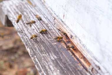 Apiary'deki arı kovanının girişinde bir sürü arı var. Meşgul arılar, beyaz kalas üzerinde swarming arıların yakın görünümü