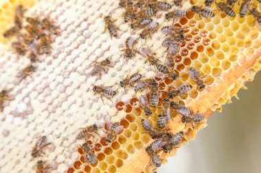 Tatlı bal ile petek üzerinde çalışma arıların görünümü kapatın. Sarı petek arı kovanı tatlı bal ile sadece alınan. Güzel sarı petek arı bal toplanan