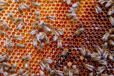 Tatlı bal ile petek üzerinde çalışma arıların görünümü kapatın. Sarı petek arı kovanı tatlı bal ile sadece alınan. Güzel sarı petek arı bal toplanan
