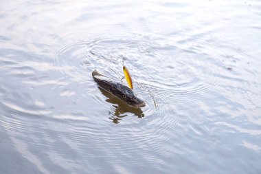 Tatlı su Kuzey pike balık yem içinde ağız Lirası su ile Esox Lucius biliyor yakaladın. Kavram balıkçılık, iyi catch - ağız büyük pike akan suyun içinde damla ile açın