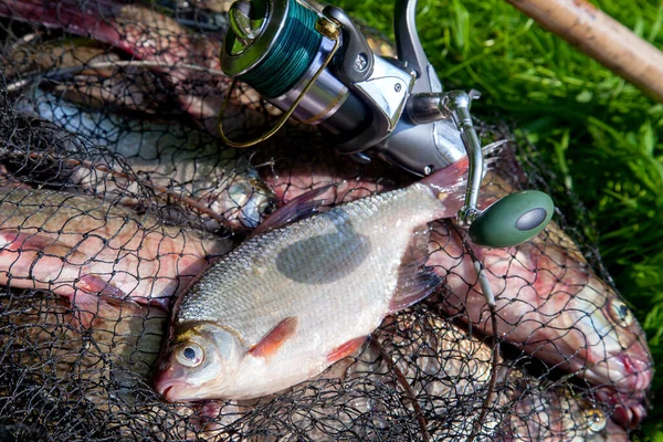 Balıkçılık konsepti. Tatlı su balıkları ve içinde balıkçılık yakalamak ile keepnet üzerinde makaraları ile olta. Yeşil çim üzerinde bronz çipura veya sazan bream (Abramis brama) olarak bilinen ortak çipuralar ile keepnet tek tatlı su beyaz çipura veya gümüş çipura