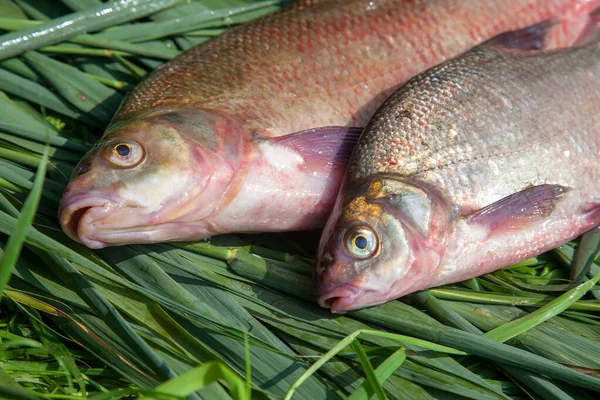 Good Catch Just Taken Water Big Freshwater Common Bream Known — Stock Photo, Image